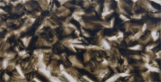 TQXA-0082